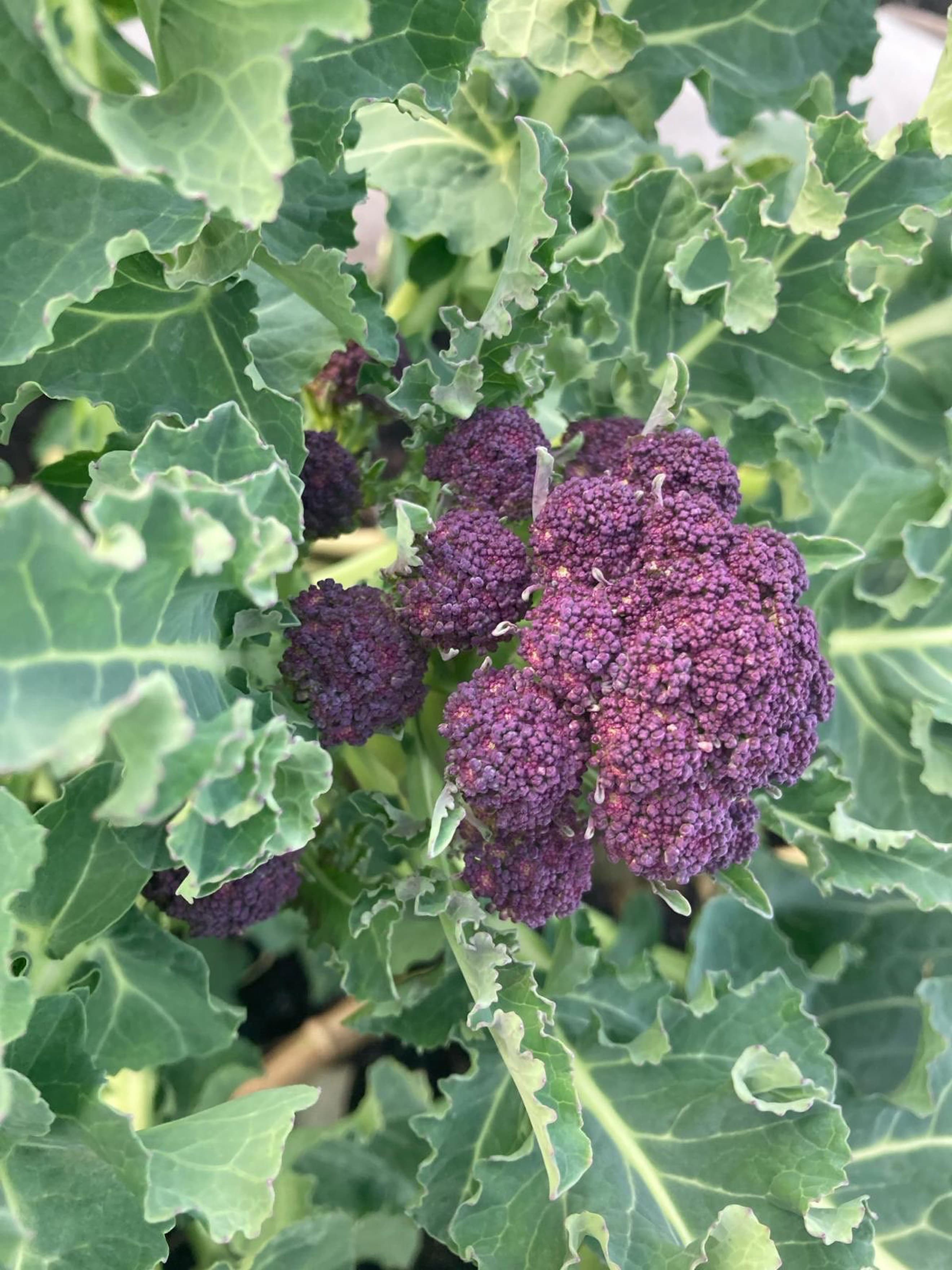 Purple Sprouting Broccoli
