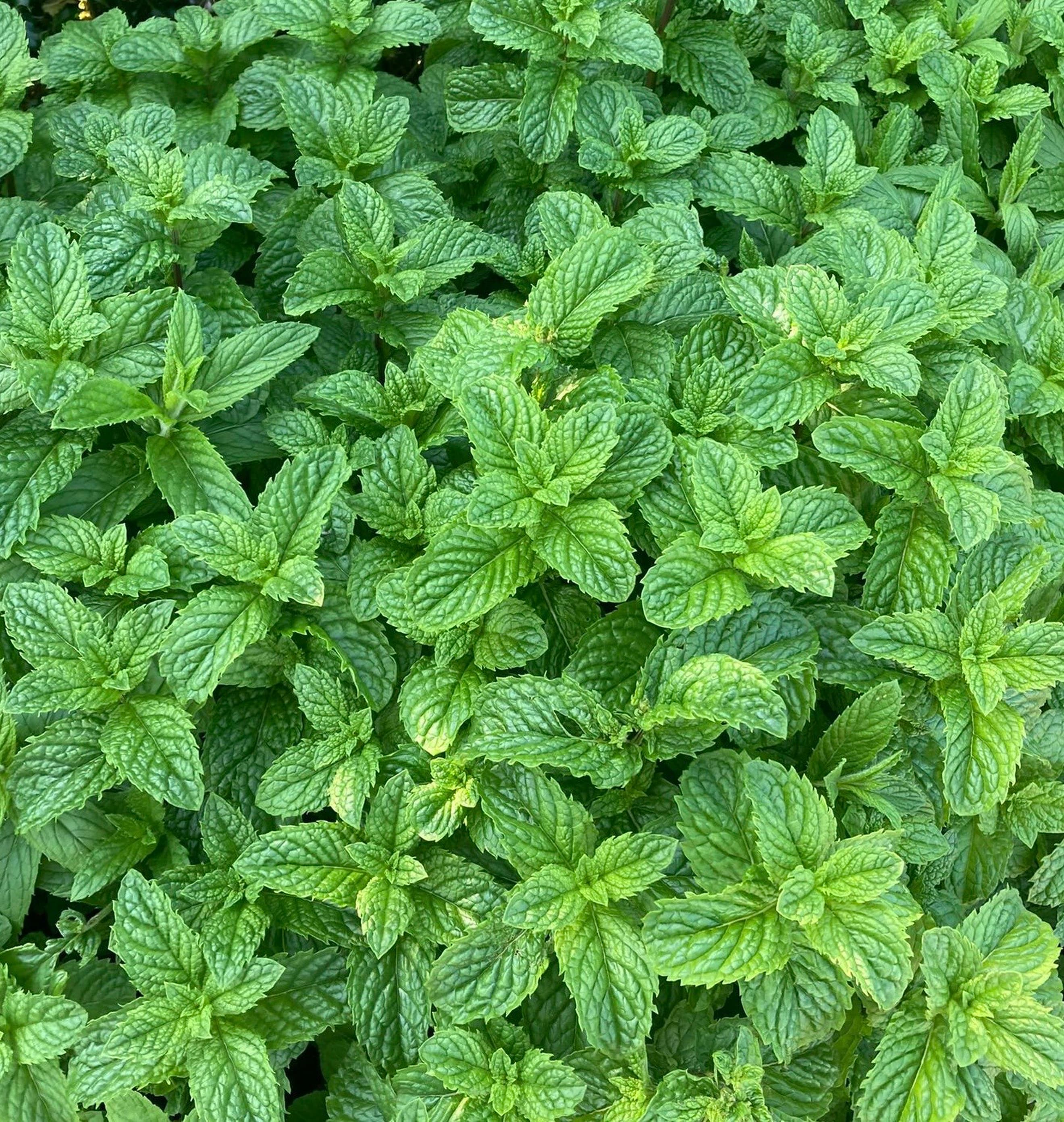 Mint