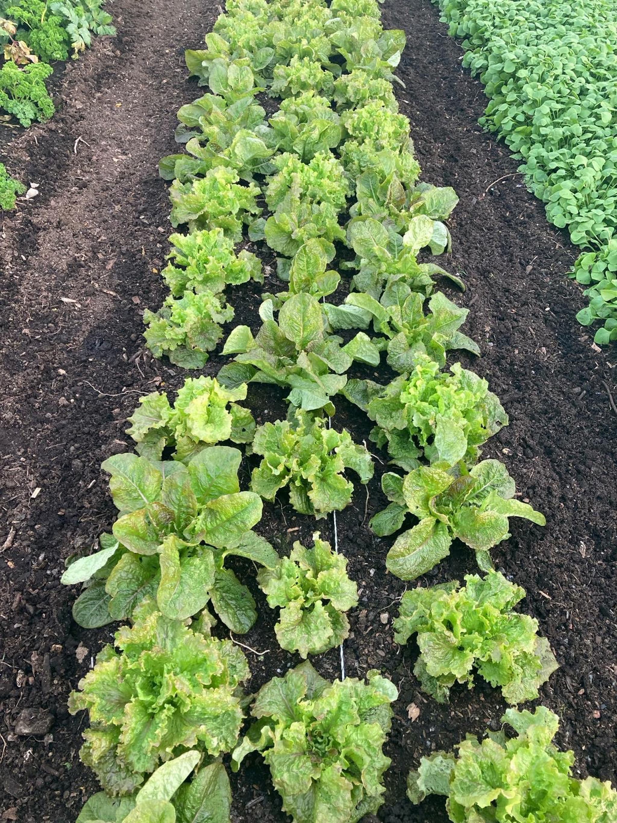 Lettuce